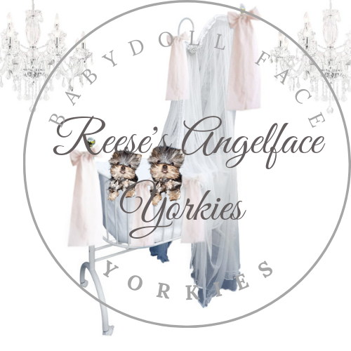 REESE'S ANGELFACE YORKIES 901-461-7511